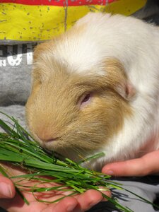 Guinea pig feed rodent