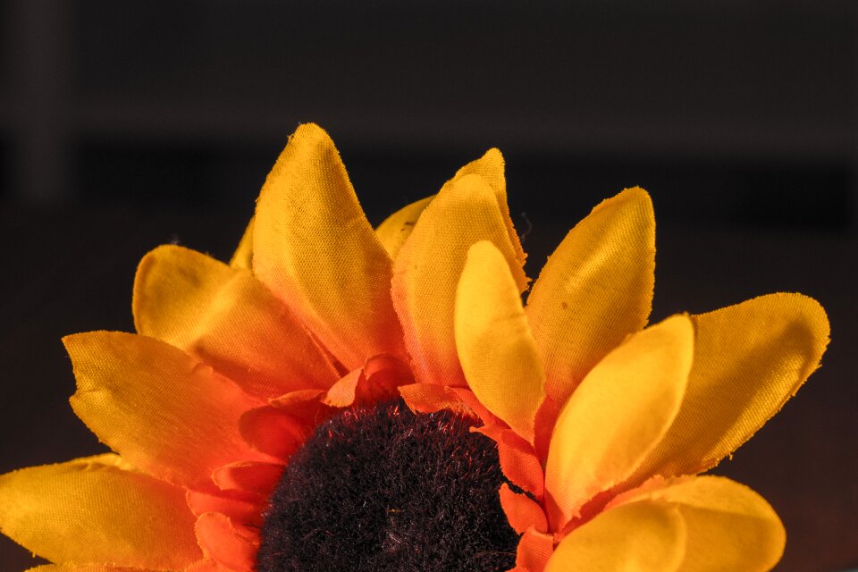 Orange macro flower
