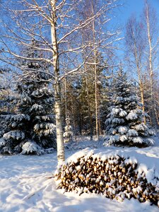 Wood snow firs photo