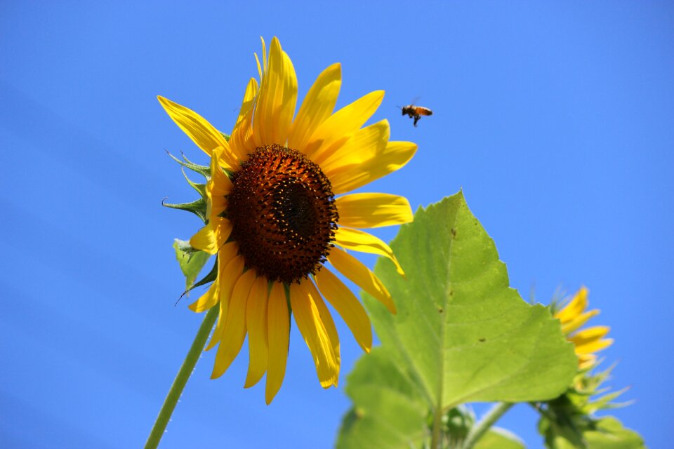 Bee blue sky fukushima