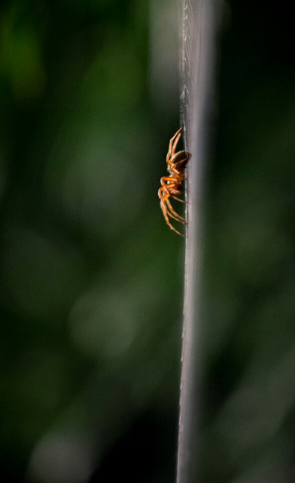 Spider insect night