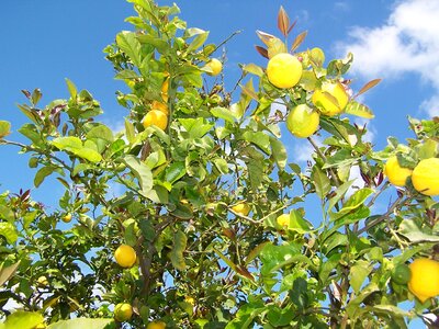 Mediterranean citrus fruits tree photo