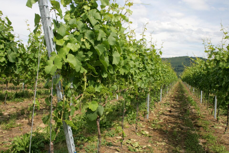 Vines green winegrowing