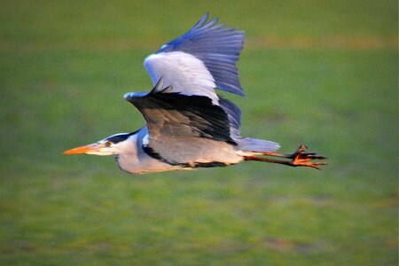 Heron fly nature