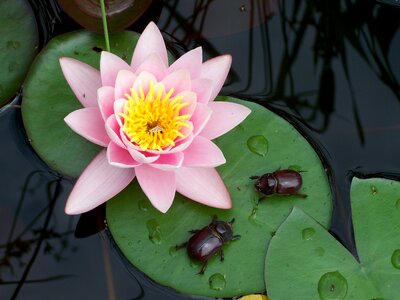 Water lily beetle nature