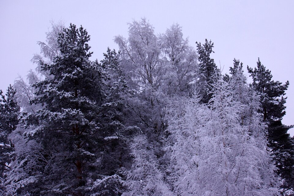 Branches tree forest photo