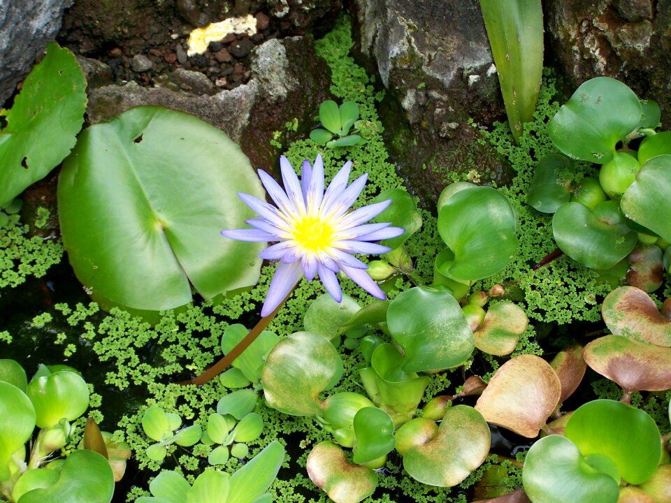 Flower water aquatic plant