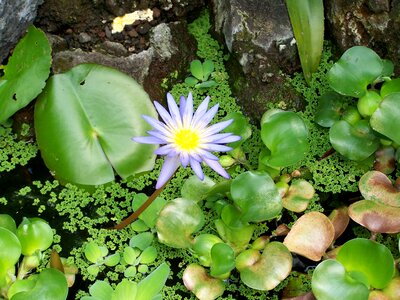 Flower water aquatic plant