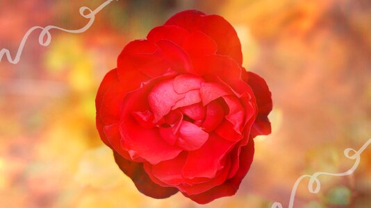 Blossom bloom red
