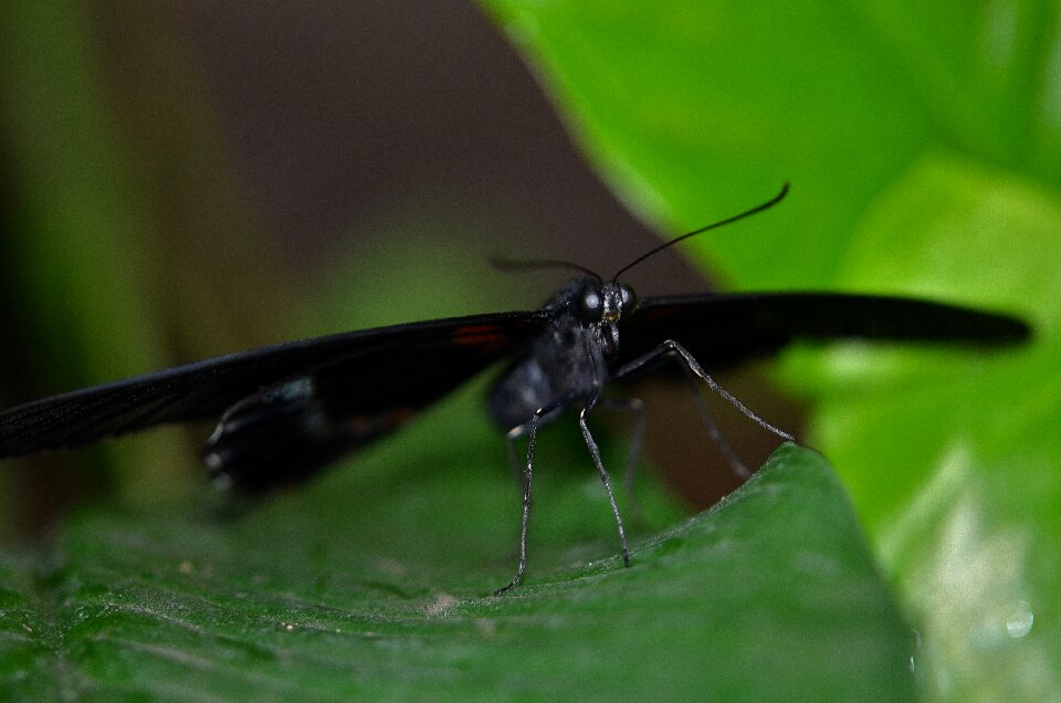 Fly flying animal photo