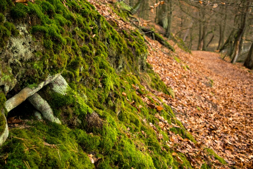 Moss nature landscape