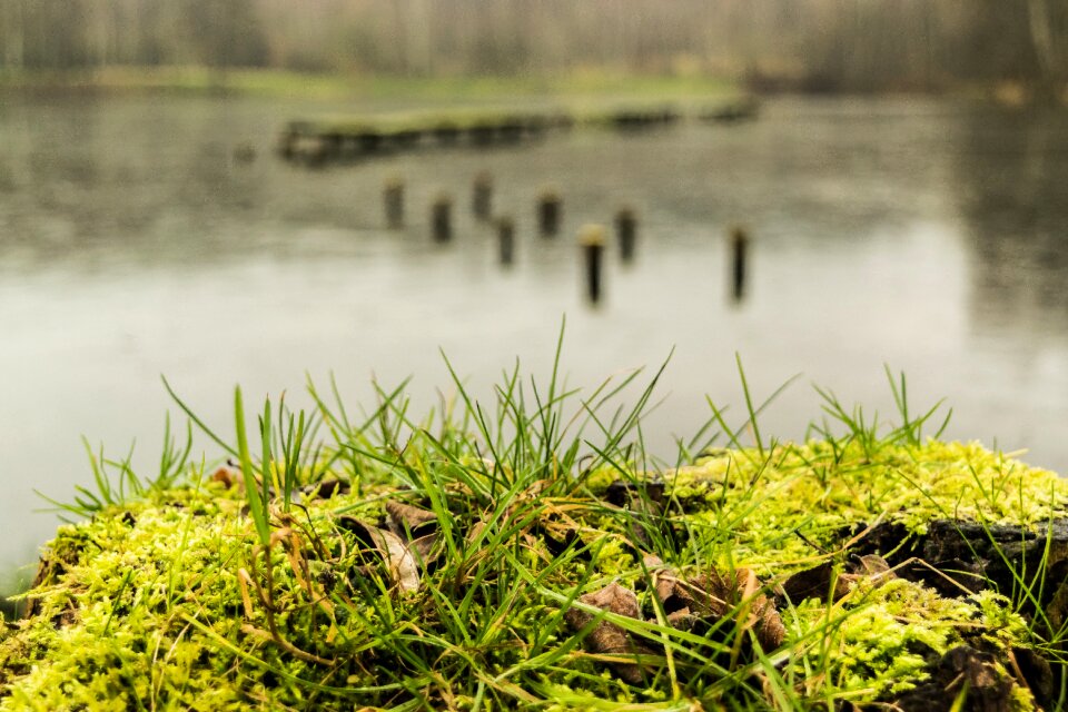 Moss landscape nature