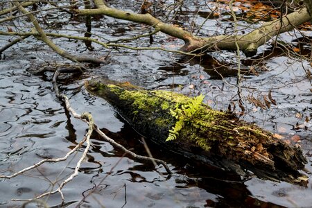 Lake nature mirroring