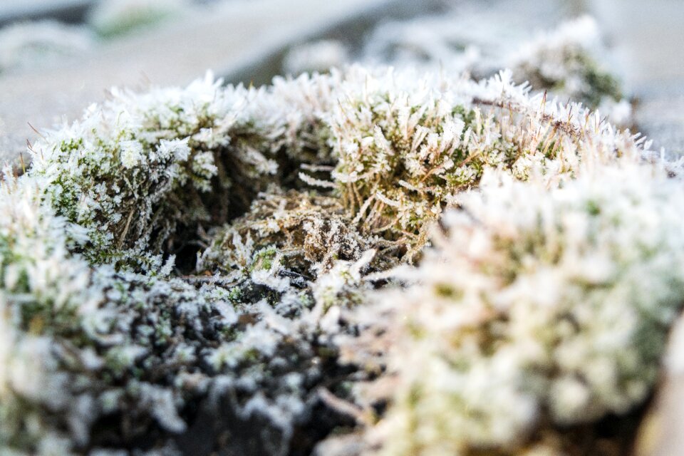 Winter frozen eiskristalle