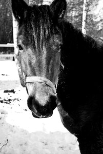 Horse landscape animals