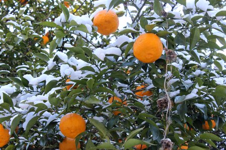 Fukushima snow orange