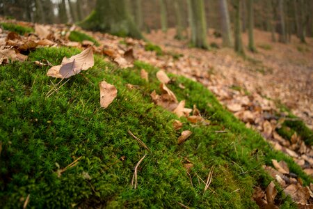 Green nature autumn