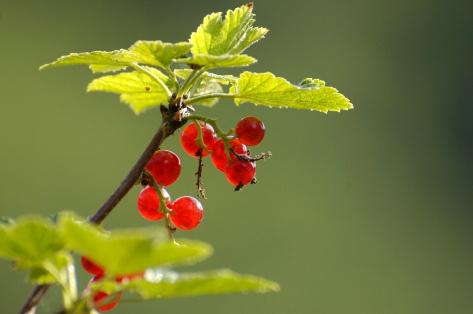 Plant currant summer