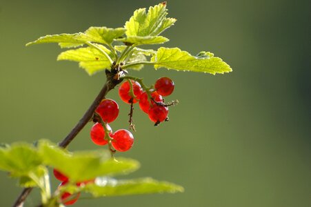 Plant currant summer