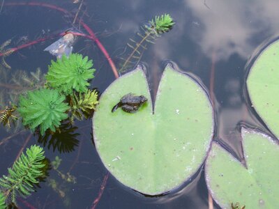 Water young frog aquatic plants photo