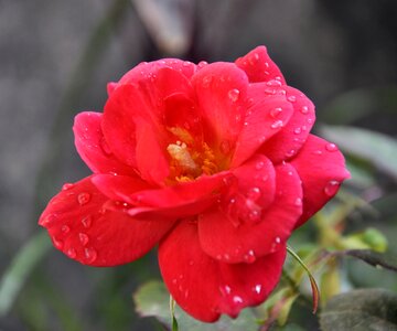 Red close-up material photo