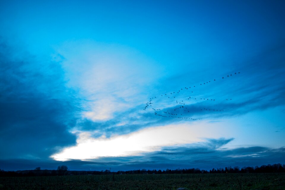 Sky migratory birds blue hour