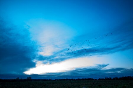 Sky migratory birds blue hour