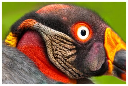 Colorful raptor adler
