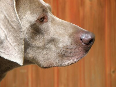 Head weimaraner hound