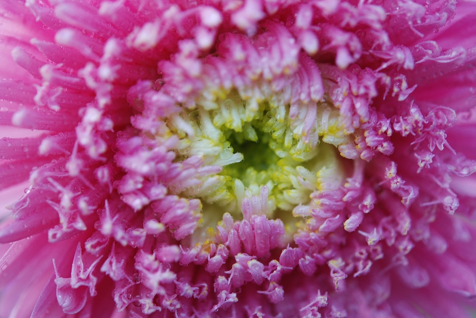 Pink nature floral