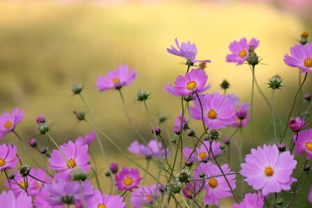 Flowers kawamata fukushima
