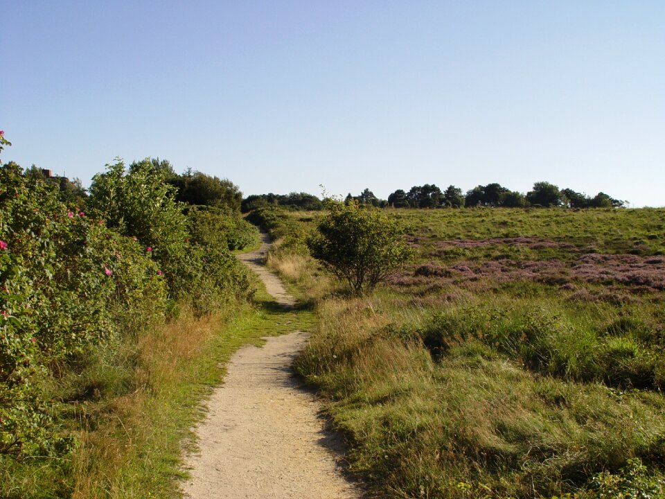 Heathland sylt landscape