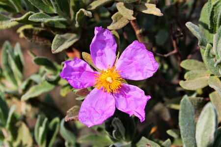 Amagante shrub diversity