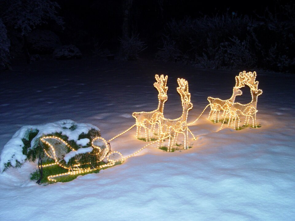 Animal racing sled at night illuminated