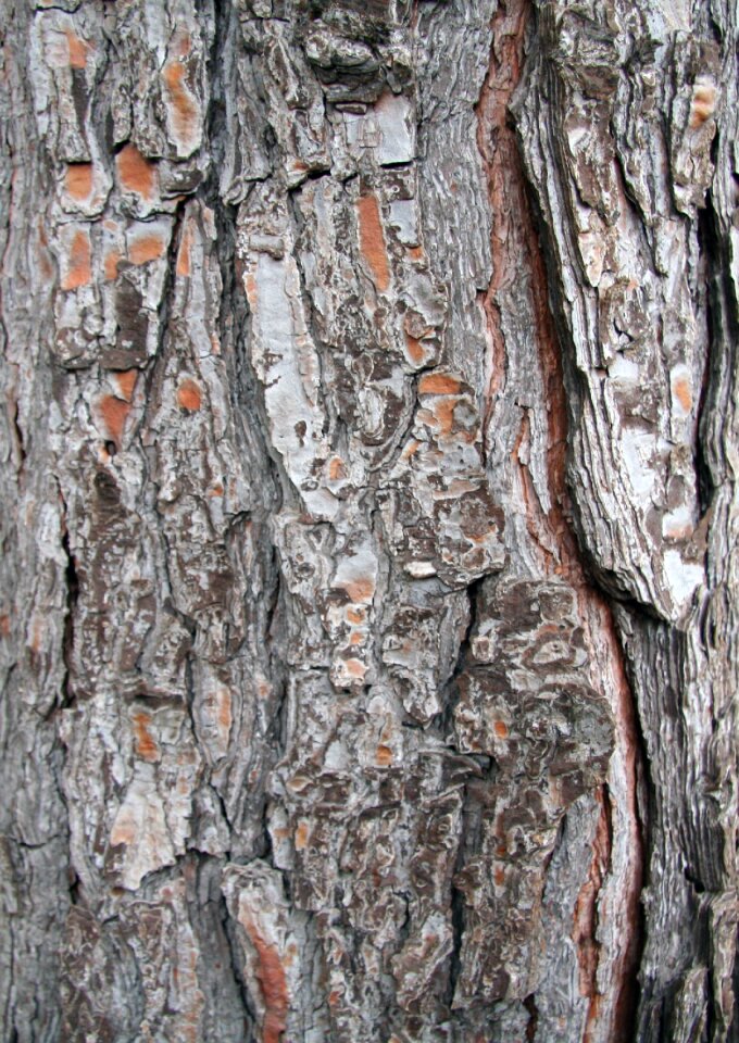 Pine texture wood
