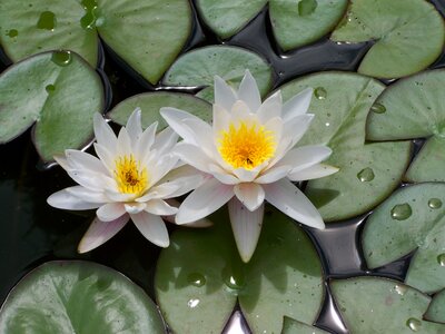 Water lily water nature