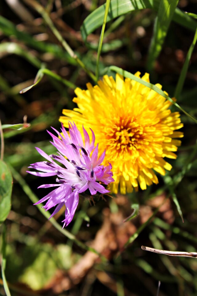 Macro beauty nature