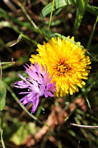 Macro beauty nature
