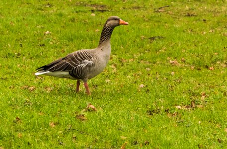 Bird nature animal photo