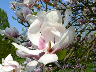 Bloom tender tree photo