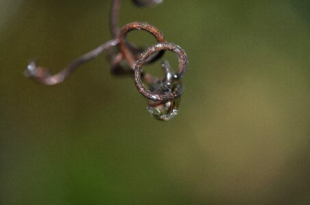 Nature raindrop waterdrop
