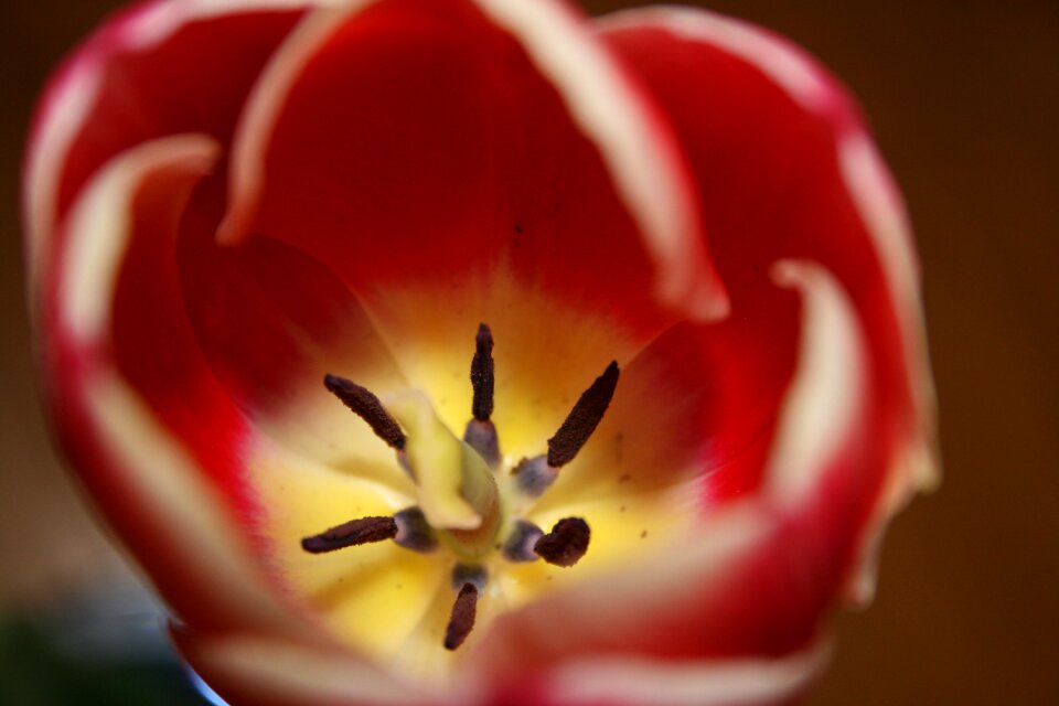 Blossom bloom color