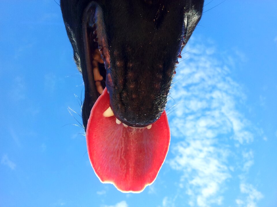 Blue dog snout close up