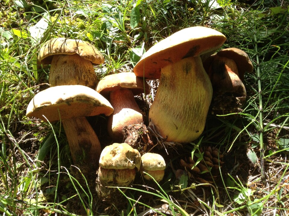 Mushrooms forest autumn