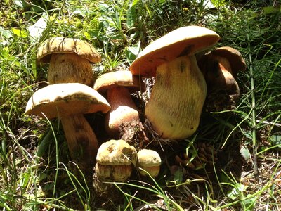 Mushrooms forest autumn