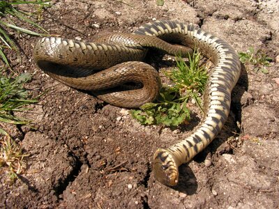 Dead tanatóza natrix