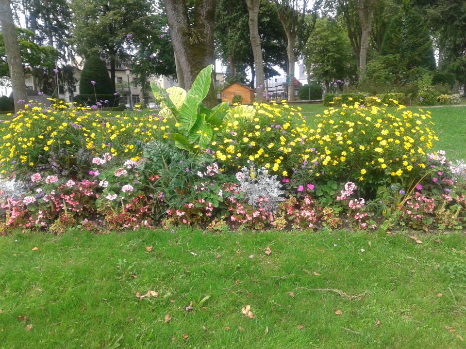 Garden flowers peace