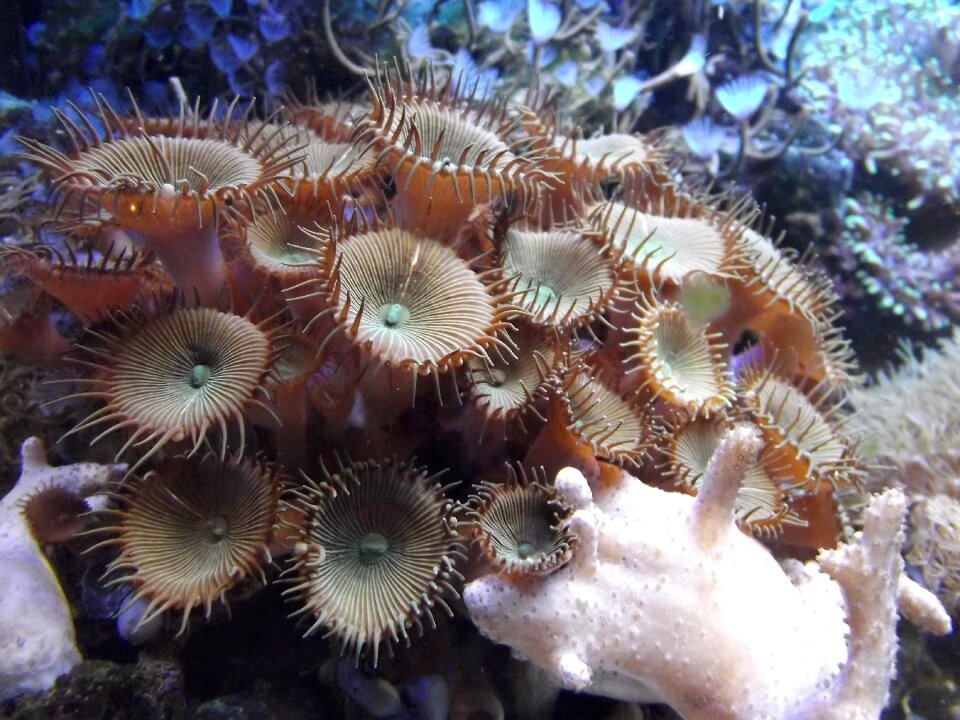 Aquarium animal palythoa