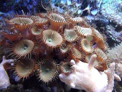 Aquarium animal palythoa