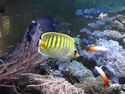 Butterfly fish sea cay photo